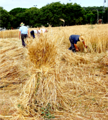 Món rural.png